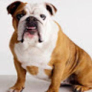 Meet your Posher, Henry